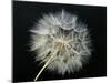 Goat's Beard 2-Jim Christensen-Mounted Photographic Print