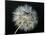 Goat's Beard 2-Jim Christensen-Mounted Photographic Print