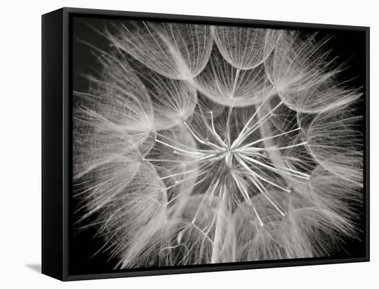 Goat's Beard 3-Jim Christensen-Framed Stretched Canvas