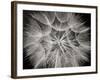 Goat's Beard 3-Jim Christensen-Framed Photographic Print