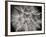 Goat's Beard 3-Jim Christensen-Framed Photographic Print