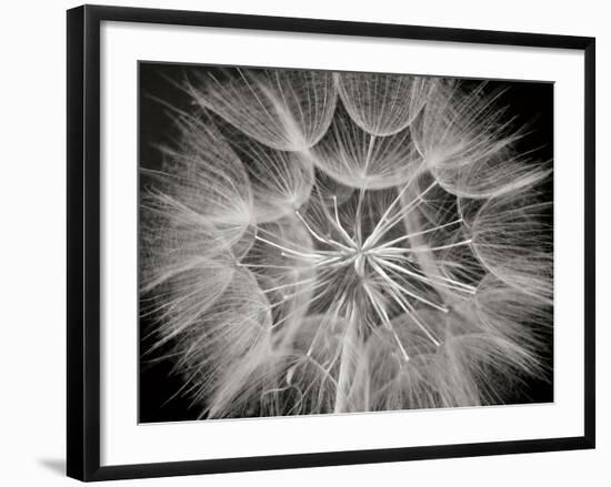 Goat's Beard 3-Jim Christensen-Framed Photographic Print