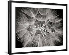 Goat's Beard 3-Jim Christensen-Framed Photographic Print