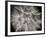 Goat's Beard 3-Jim Christensen-Framed Photographic Print