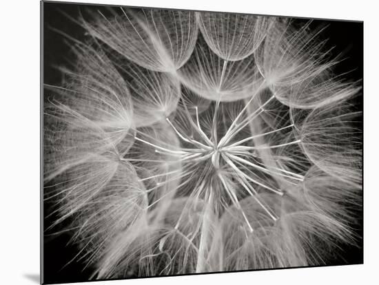 Goat's Beard 3-Jim Christensen-Mounted Photographic Print