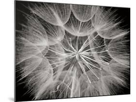 Goat's Beard 3-Jim Christensen-Mounted Photographic Print