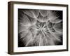 Goat's Beard 3-Jim Christensen-Framed Photographic Print