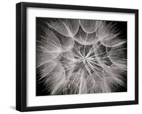 Goat's Beard 3-Jim Christensen-Framed Photographic Print