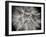 Goat's Beard 3-Jim Christensen-Framed Photographic Print