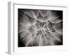 Goat's Beard 3-Jim Christensen-Framed Photographic Print