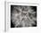 Goat's Beard 3-Jim Christensen-Framed Photographic Print