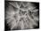 Goat's Beard 3-Jim Christensen-Mounted Photographic Print