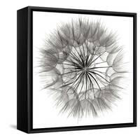 Goat's Beard 4-Jim Christensen-Framed Stretched Canvas