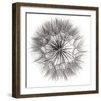 Goat's Beard 4-Jim Christensen-Framed Photographic Print