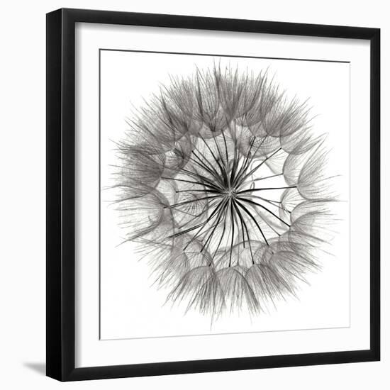 Goat's Beard 4-Jim Christensen-Framed Photographic Print