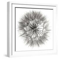 Goat's Beard 4-Jim Christensen-Framed Photographic Print