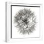 Goat's Beard 4-Jim Christensen-Framed Photographic Print