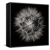 Goat's Beard 5-Jim Christensen-Framed Stretched Canvas