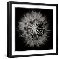 Goat's Beard 5-Jim Christensen-Framed Photographic Print