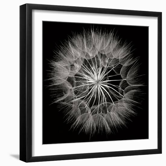 Goat's Beard 5-Jim Christensen-Framed Photographic Print