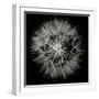 Goat's Beard 5-Jim Christensen-Framed Photographic Print