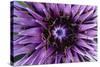 Goat?S Beard - Salsify (Tragopogon Sinuatus) Close-Up of Flower Head, Prina, Crete, Greece, April-Lilja-Stretched Canvas