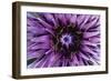 Goat?S Beard - Salsify (Tragopogon Sinuatus) Close-Up of Flower Head, Prina, Crete, Greece, April-Lilja-Framed Photographic Print