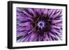 Goat?S Beard - Salsify (Tragopogon Sinuatus) Close-Up of Flower Head, Prina, Crete, Greece, April-Lilja-Framed Photographic Print