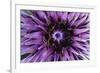 Goat?S Beard - Salsify (Tragopogon Sinuatus) Close-Up of Flower Head, Prina, Crete, Greece, April-Lilja-Framed Photographic Print