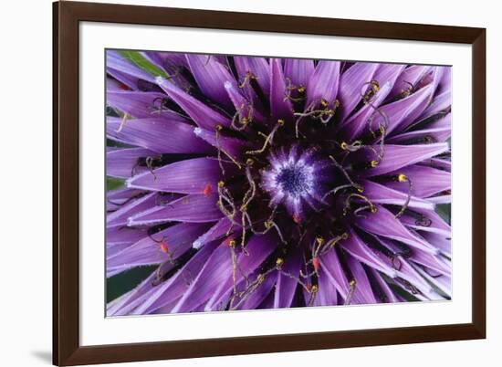 Goat?S Beard - Salsify (Tragopogon Sinuatus) Close-Up of Flower Head, Prina, Crete, Greece, April-Lilja-Framed Photographic Print