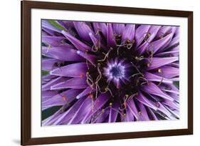 Goat?S Beard - Salsify (Tragopogon Sinuatus) Close-Up of Flower Head, Prina, Crete, Greece, April-Lilja-Framed Photographic Print