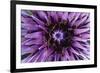 Goat?S Beard - Salsify (Tragopogon Sinuatus) Close-Up of Flower Head, Prina, Crete, Greece, April-Lilja-Framed Photographic Print