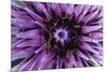 Goat?S Beard - Salsify (Tragopogon Sinuatus) Close-Up of Flower Head, Prina, Crete, Greece, April-Lilja-Mounted Photographic Print