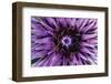 Goat?S Beard - Salsify (Tragopogon Sinuatus) Close-Up of Flower Head, Prina, Crete, Greece, April-Lilja-Framed Photographic Print