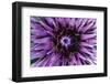 Goat?S Beard - Salsify (Tragopogon Sinuatus) Close-Up of Flower Head, Prina, Crete, Greece, April-Lilja-Framed Photographic Print