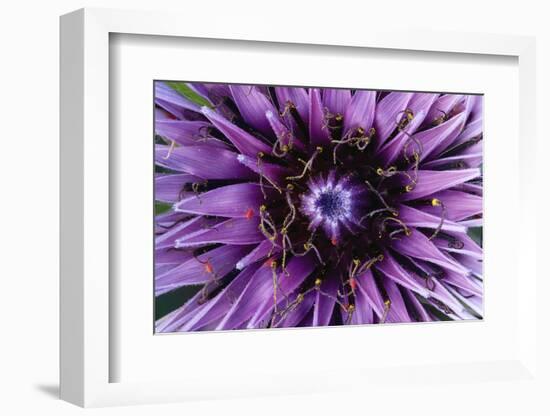 Goat?S Beard - Salsify (Tragopogon Sinuatus) Close-Up of Flower Head, Prina, Crete, Greece, April-Lilja-Framed Photographic Print