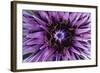 Goat?S Beard - Salsify (Tragopogon Sinuatus) Close-Up of Flower Head, Prina, Crete, Greece, April-Lilja-Framed Photographic Print