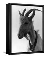 Goat Study-null-Framed Stretched Canvas