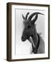 Goat Study-null-Framed Photographic Print