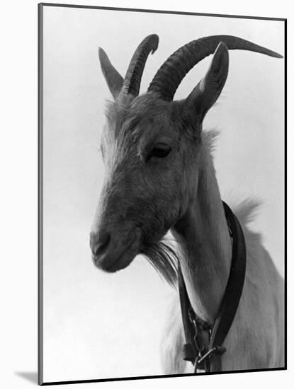 Goat Study-null-Mounted Photographic Print