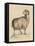 Goat, Syrian 19C-null-Framed Stretched Canvas