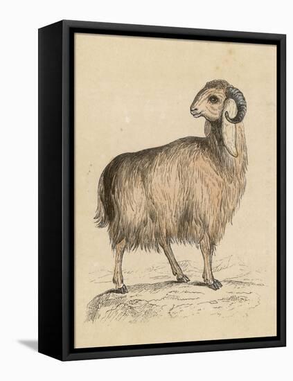 Goat, Syrian 19C-null-Framed Stretched Canvas