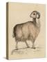 Goat, Syrian 19C-null-Stretched Canvas