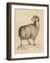 Goat, Syrian 19C-null-Framed Art Print