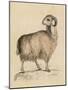 Goat, Syrian 19C-null-Mounted Art Print