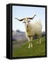 Goat, Taieri, near Dunedin, South Island, New Zealand-David Wall-Framed Stretched Canvas