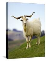 Goat, Taieri, near Dunedin, South Island, New Zealand-David Wall-Stretched Canvas