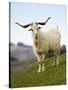 Goat, Taieri, near Dunedin, South Island, New Zealand-David Wall-Stretched Canvas