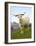 Goat, Taieri, near Dunedin, South Island, New Zealand-David Wall-Framed Photographic Print