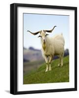 Goat, Taieri, near Dunedin, South Island, New Zealand-David Wall-Framed Photographic Print